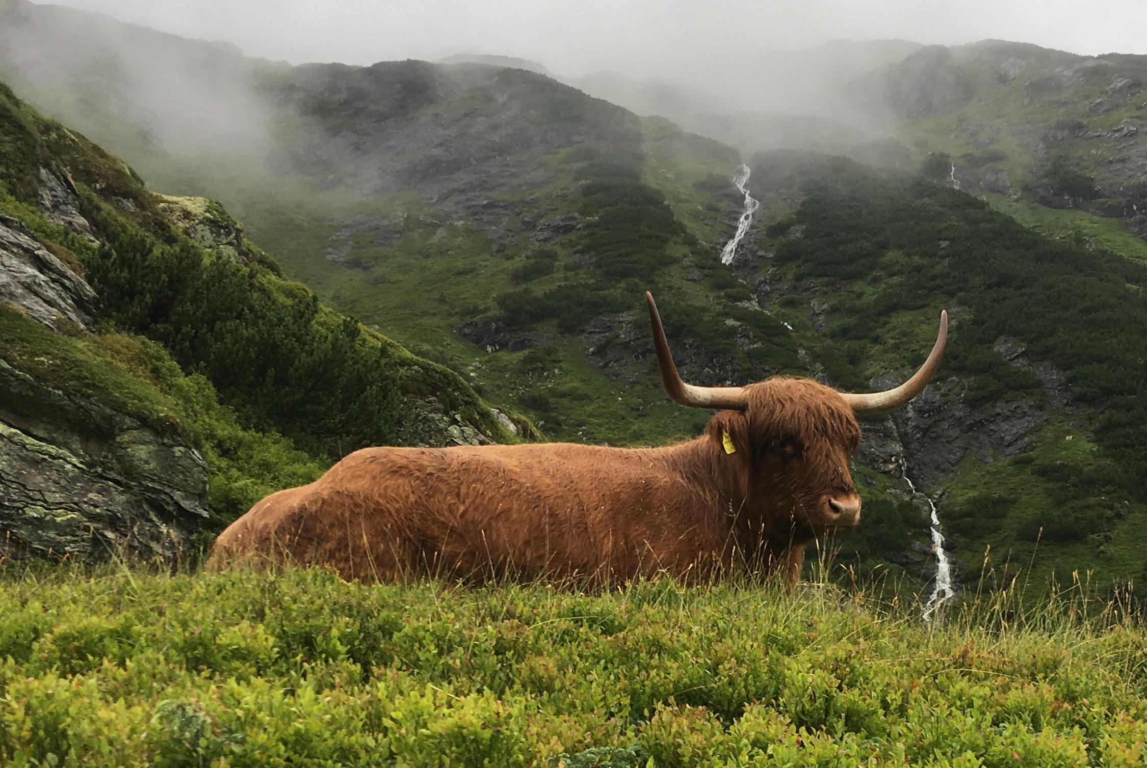 právní odpovědnost u pasoucích se zvířat